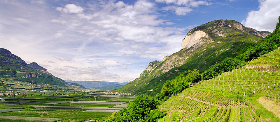 Affascinante visuale di vigneti in una valle dell'Alto Adige