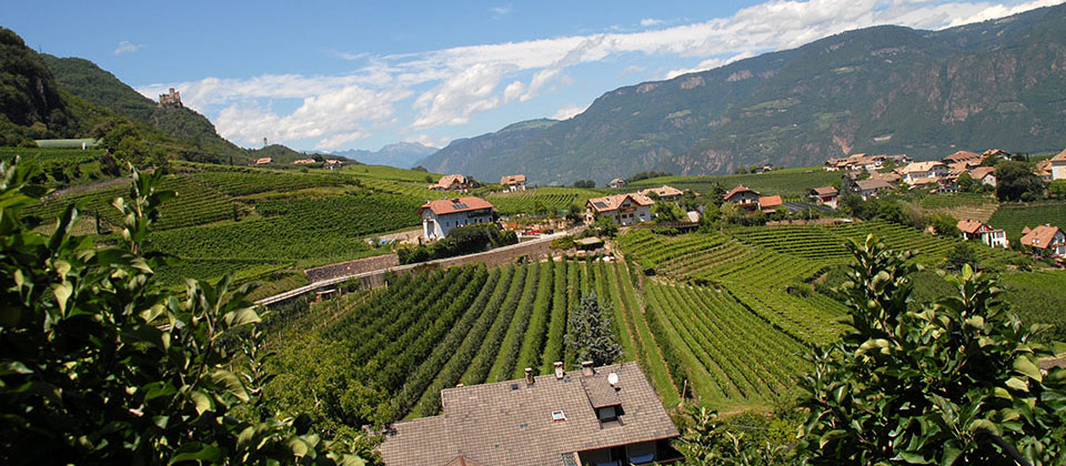 Bolzano and surroundings in-between vines and fields