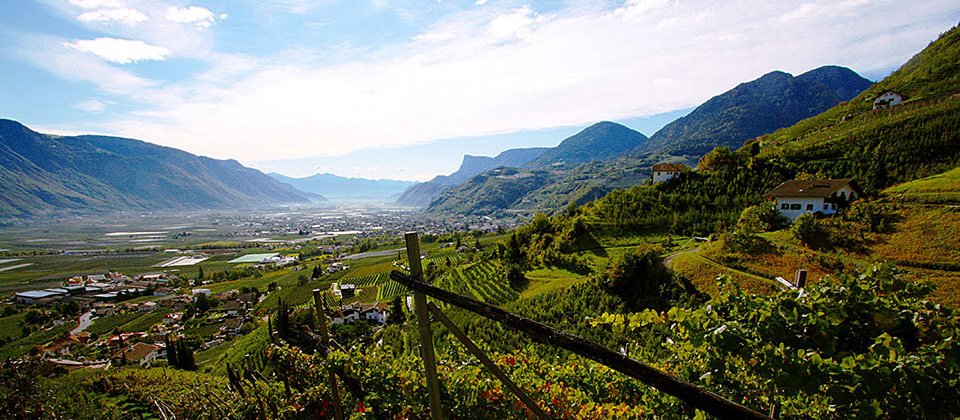 Weinreben überschauen Meran und Umgebung